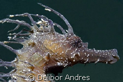 Seahorse - Hippocampus ramulosus, Canon EOS 350D, EF-S 60mm by Dalibor Andres 